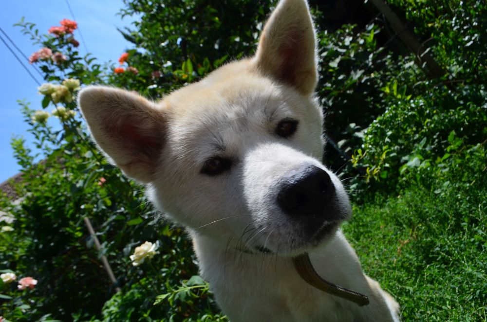 Продается японская Акита-Ину