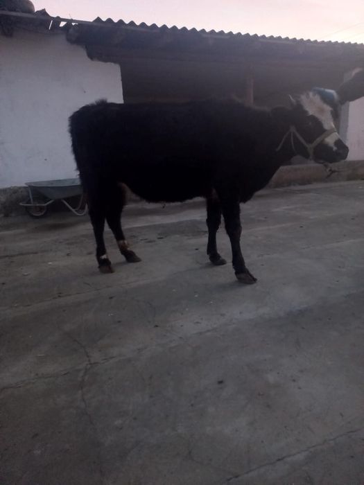 Кашар сатылады кара тусти