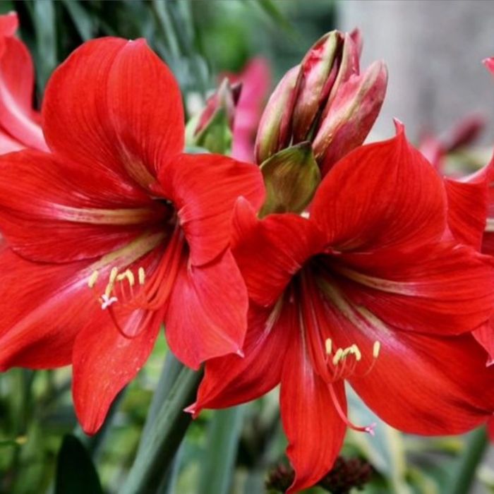 Цветы для офиса и дома.