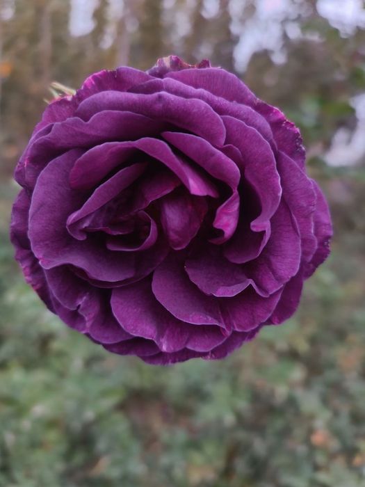 Pionavidni atirgullar