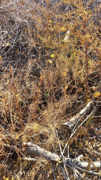 Шох утин кундалари хам бор