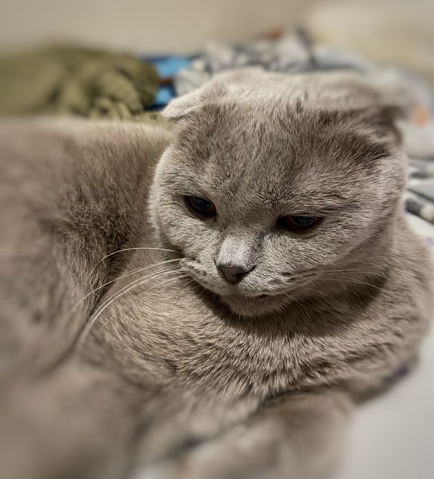 Отдам кота вислоухий шотландец