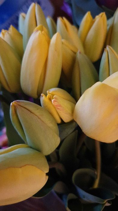 Bulbi lalele mix, calitate superioară, pregătiți de plantare