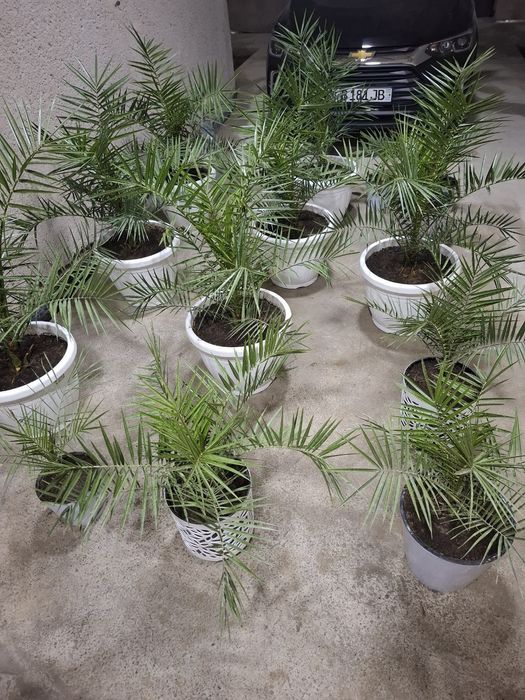 Palma daraxti ko'chatlari sotiladi