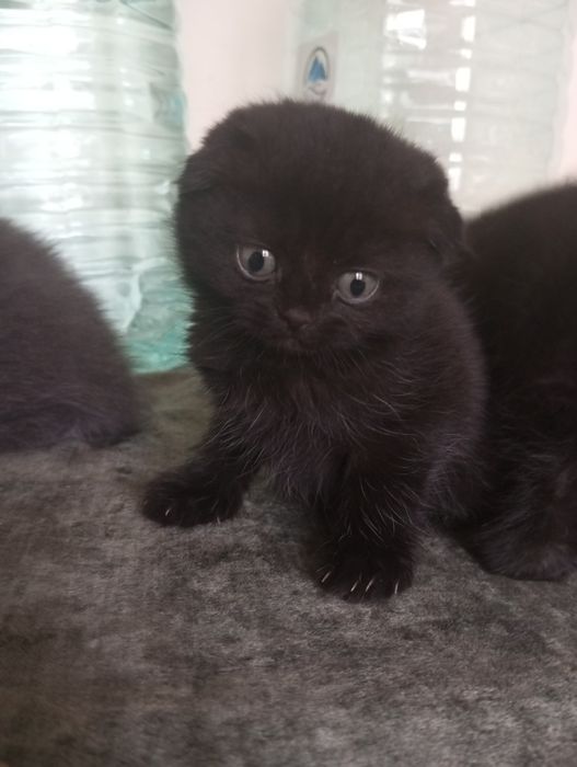Продаются котята скоттиш фолд вислоухие