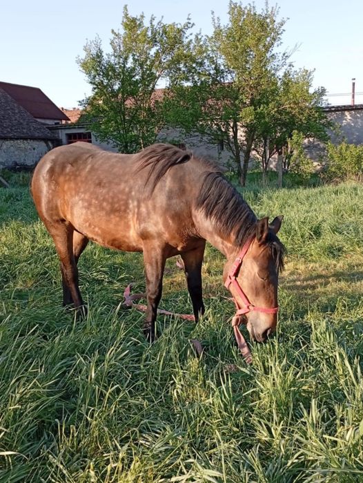Iapa de vânzare doi ani jumate