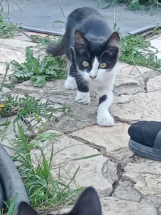 Отдам милых котят