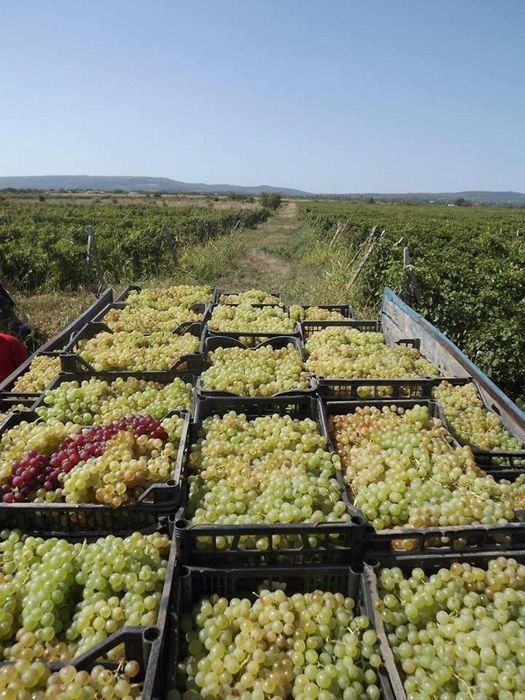 Sezonul mustului de lechinta a inceput /must ravac debubortat limpede