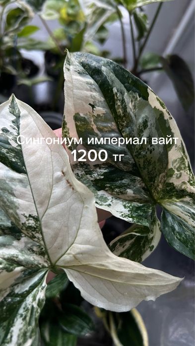 Сингониумы, монстеры
