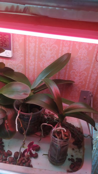 Стеллаж для выращивания цветов.