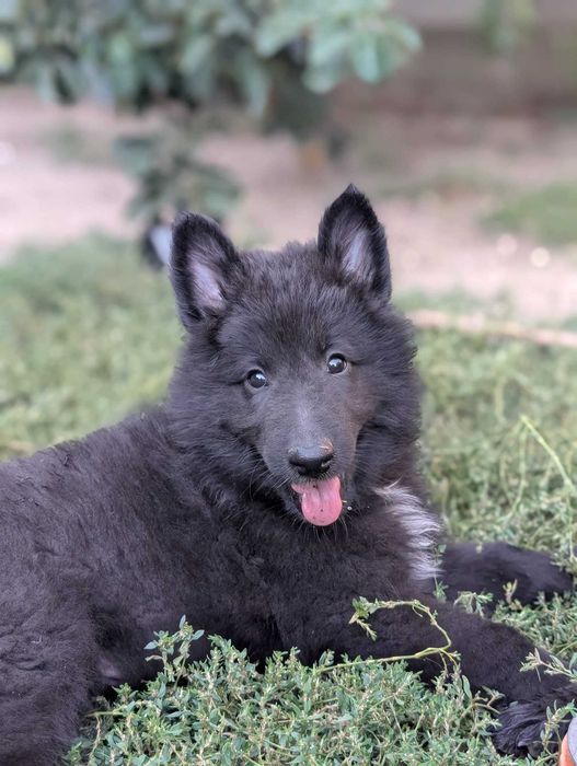 Ciobanesc belgian groenendael