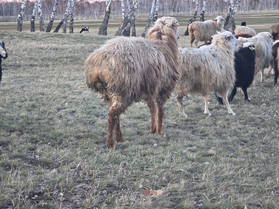 Продам кошкара племенного