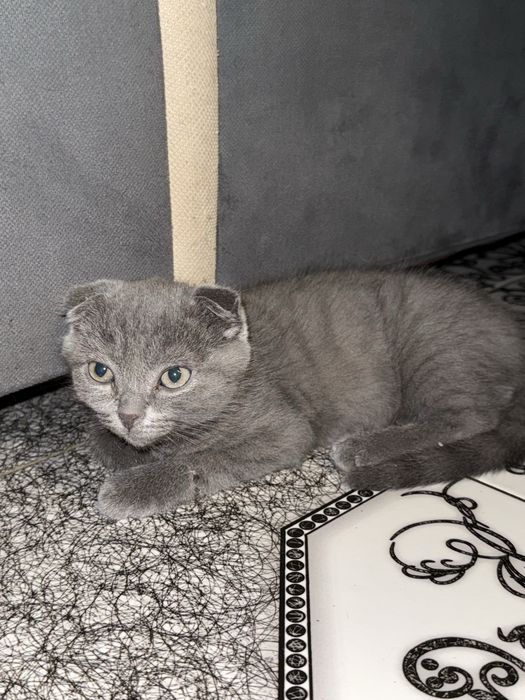 Продается шотладнский котенок