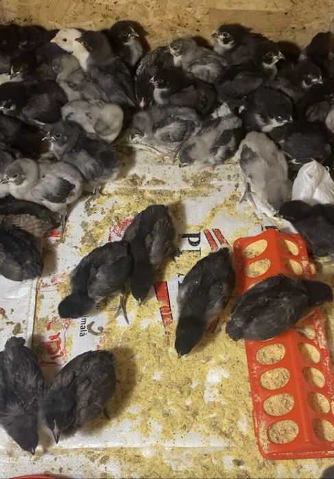 Puisori cauta casuta noua!