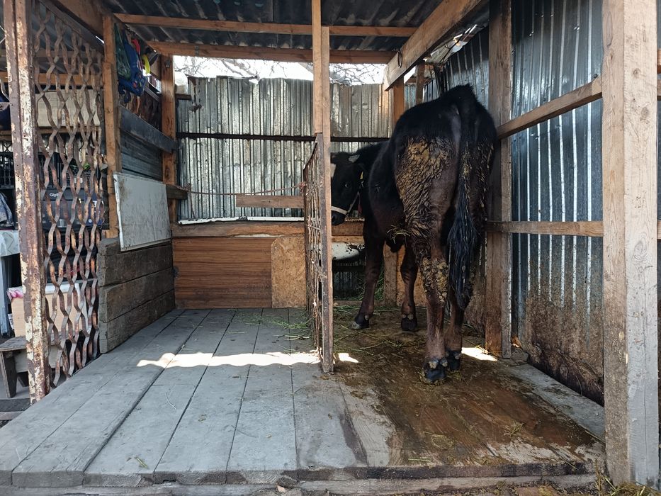 Продам быка хороший породы