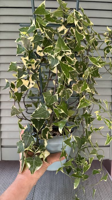 Крестовник  крупноязычковый