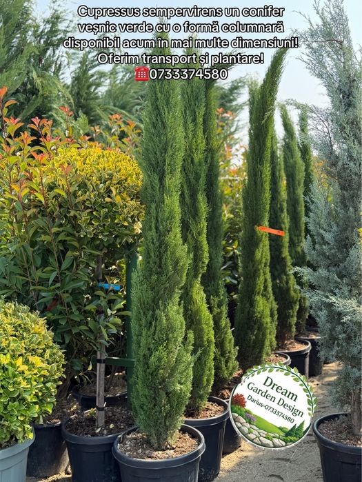 Vand plante ornamentale de calitate extra