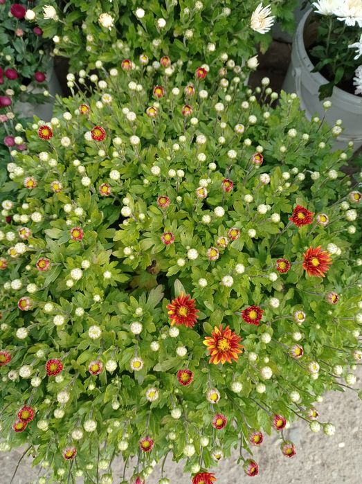 Хризантема мульт флора распродажа