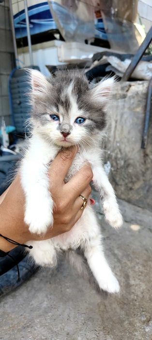 Подарявам 6 котенца