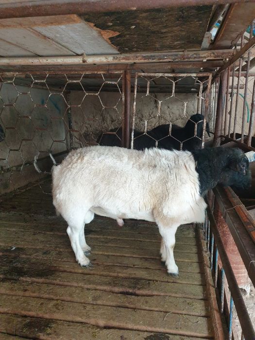 Dorper qochqor sotiladi