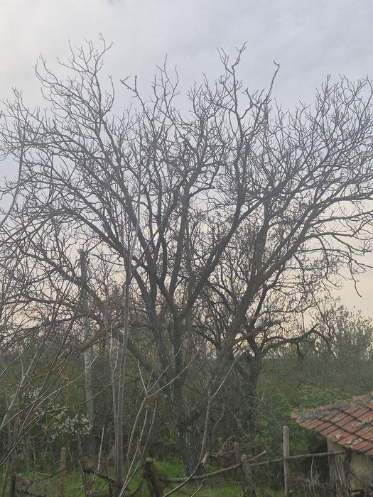Дърво орех във двора