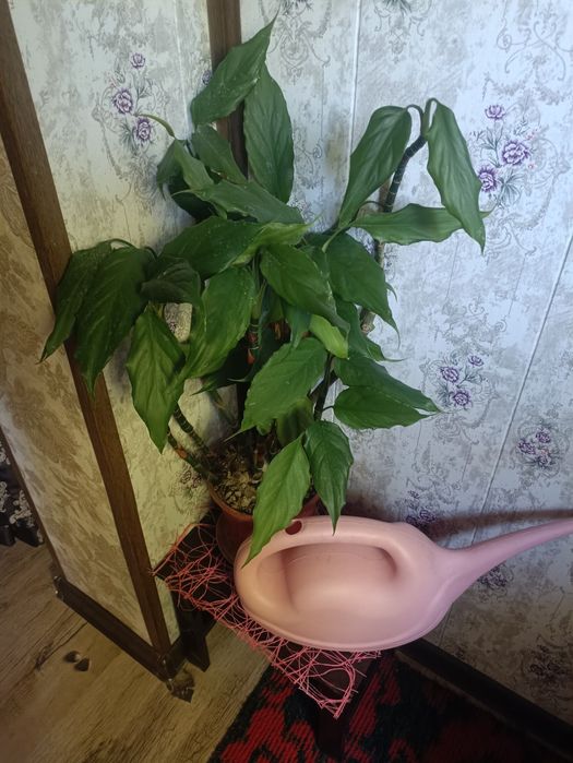 Продам комнатные цветы 30 тыс за один