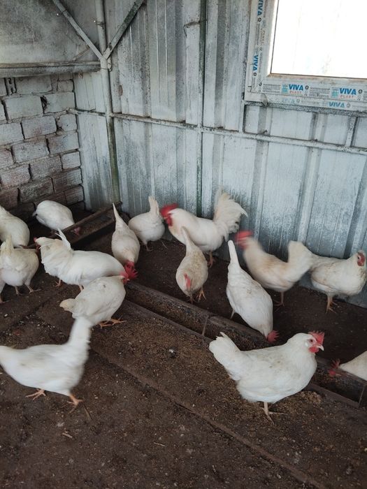 Разплодни яйца от бял легхорн