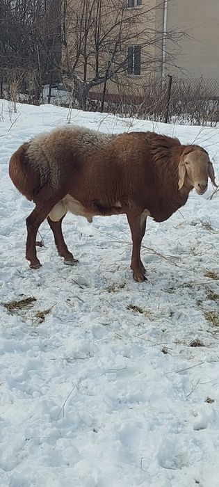 Хороший арашан для потомства