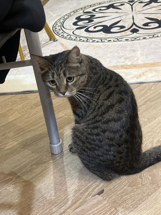 Отдам котика в добрые руки