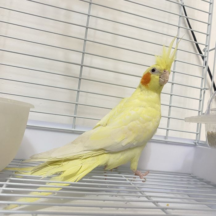 Красивая Корелла