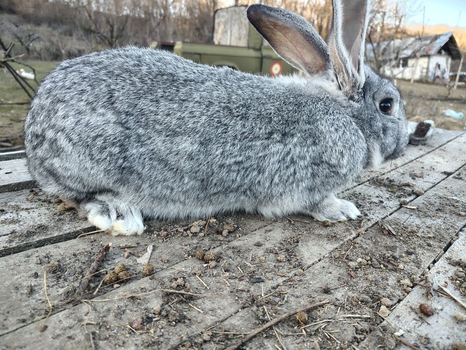 Vand pui de iepuri, marele german