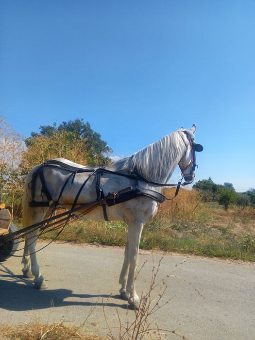 Vând iapa în vârstă de 10 ani