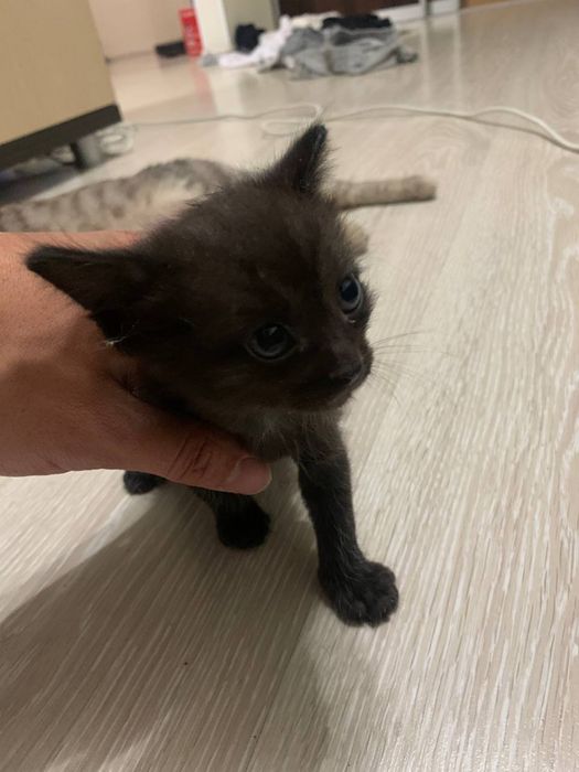 Отдам котят без породы