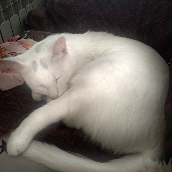 Кошка           .