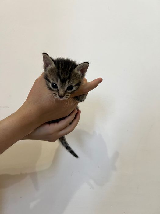 Отдам котят в добрые руки