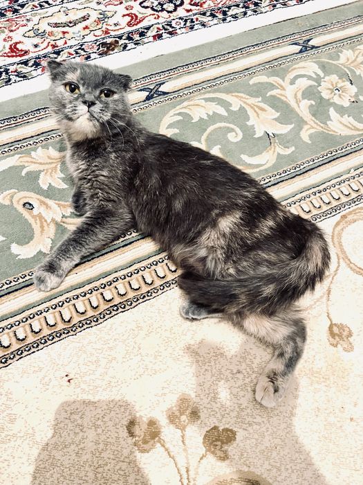 Продам кошка британский висалухий