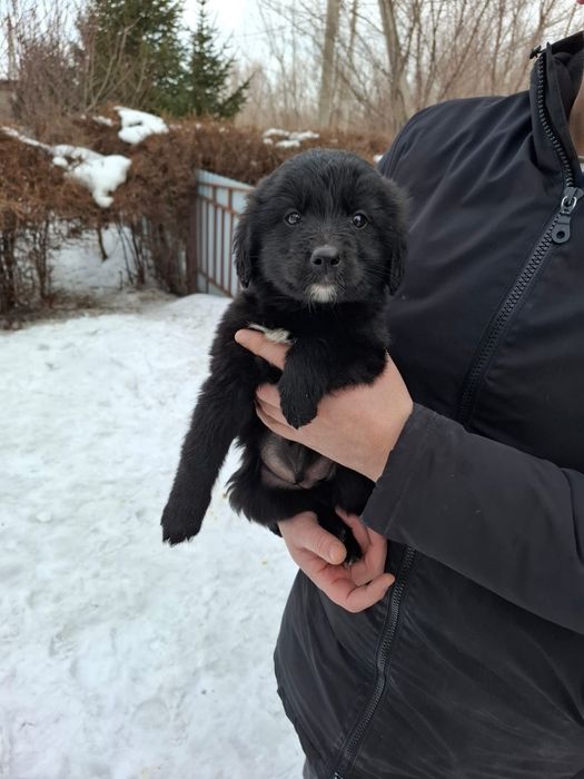 Отдам щенков в хорошие руки