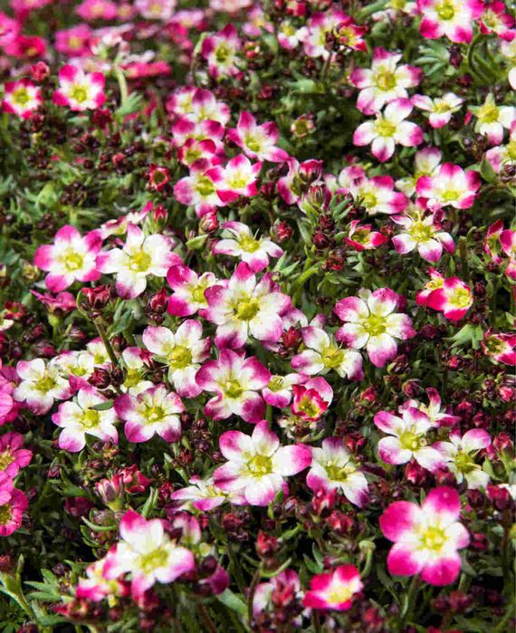 Саксифрага / каменоломка