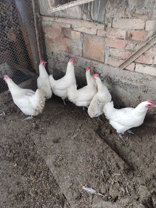 Продам Бресс гальских кур и петухов