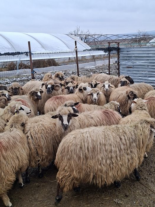 Vand 40 de oi tinere