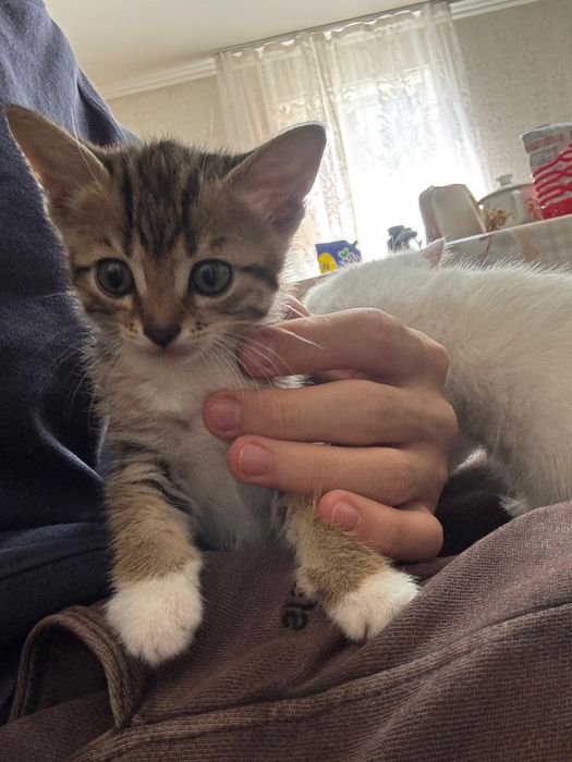 Котенок девочка шустрая