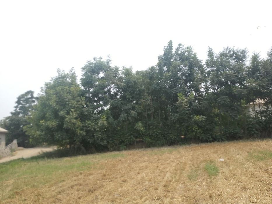 Tomorqa 12 sotux sotuxi 29 ml dan