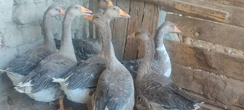 Гозлар сотилади катта ва йирик