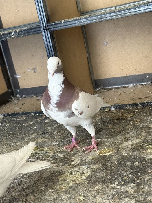 Kabutar голуби nemislar parlariyam bor