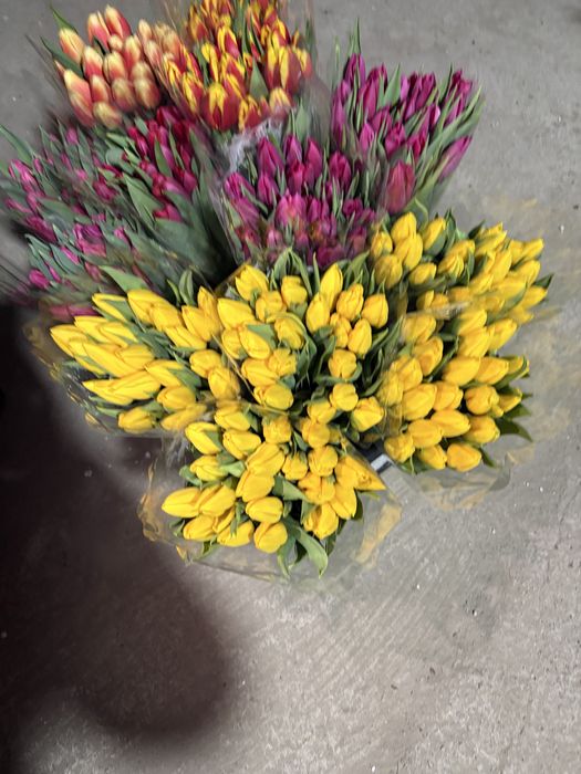 Самый крупный тюльпан в Астане уже скоро в городе