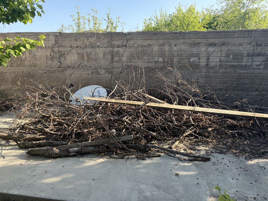 Ағаштар, бесплатно даром