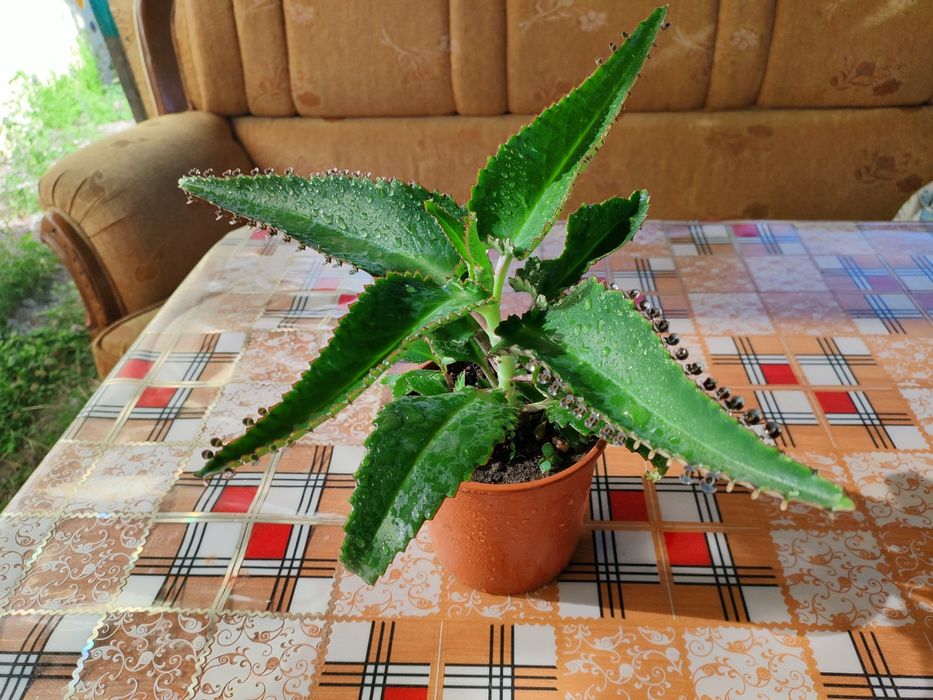 лечебное каланхоэ, алоэ. доставка