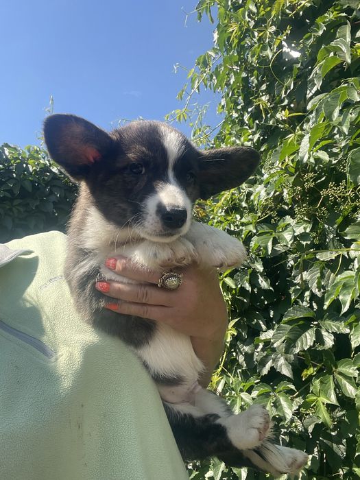 Вельш корги кардиган