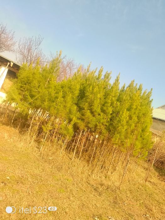 Archa sotildi tekiz dastavkamiz ham bor