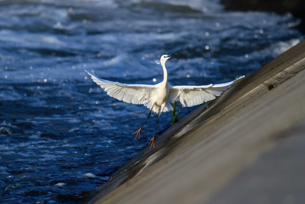 Tamron 150 600 g2 Nikon